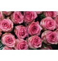 ΤΡΙΑΝΤΑΦΥΛΛΑ ΡΟΖ ΣΚΟΥΡΑ 60εκ. ROSEN PINK SHADOW 60cm